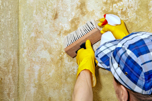 Best Asbestos and Lead Testing During Mold Inspection  in Pittsboro, NC