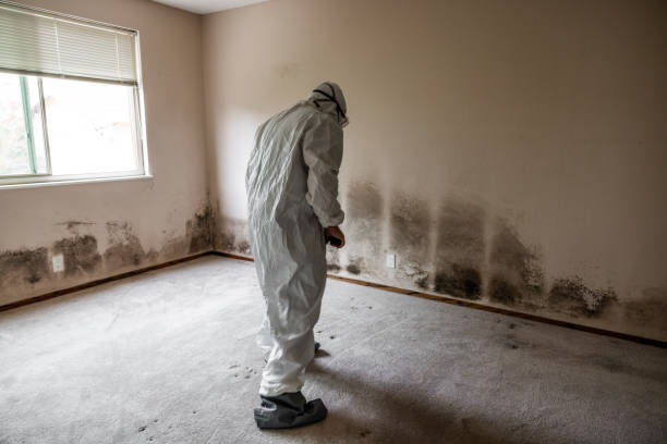 Best Water Damage & Mold Remediation  in Pittsboro, NC